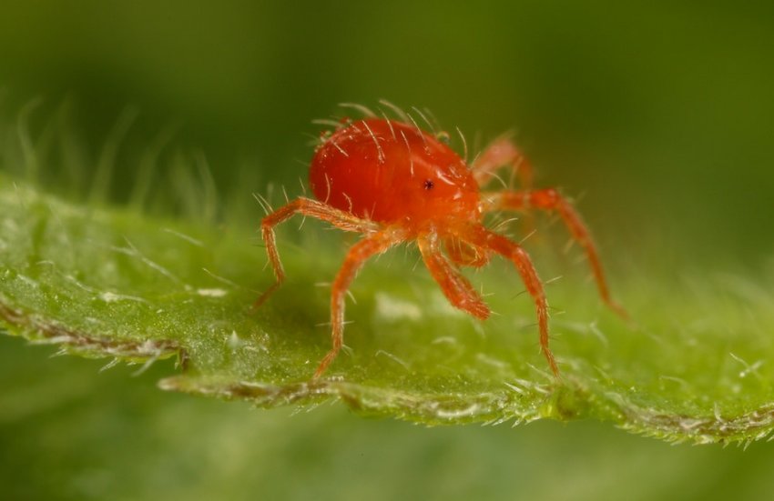 Павутинний кліщ