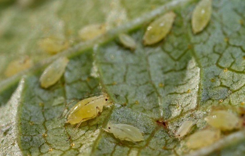 Листкова тля