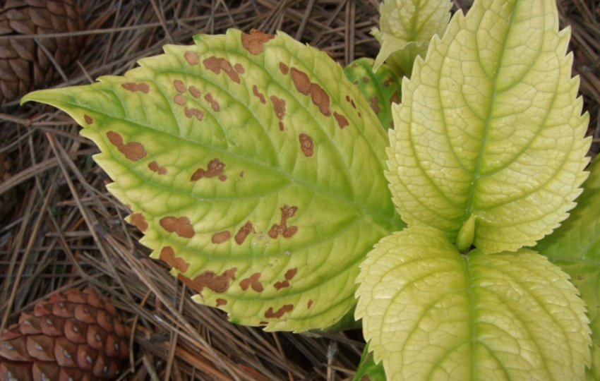 Хлороз гортензії