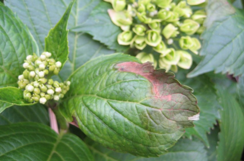 Ожог гортензії