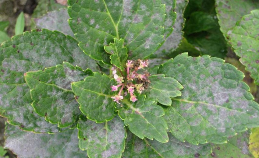 Пероноспороз гортензии