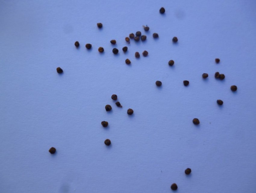 Насіння аптении