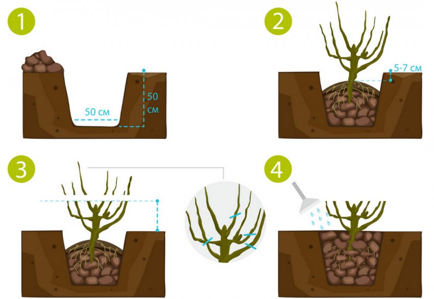 Схема посадки куща Схема посадки куща