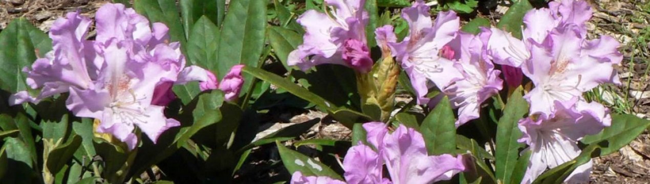 Фото, опис та застосування гібридного рододендрона "Донька Похьоли"