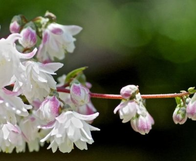 Як правильно обрізати дейцію, догляд після обрізки