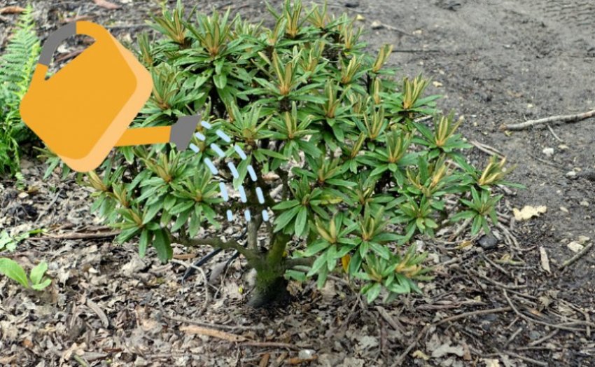 Полив рододендрона Полив рододендрона