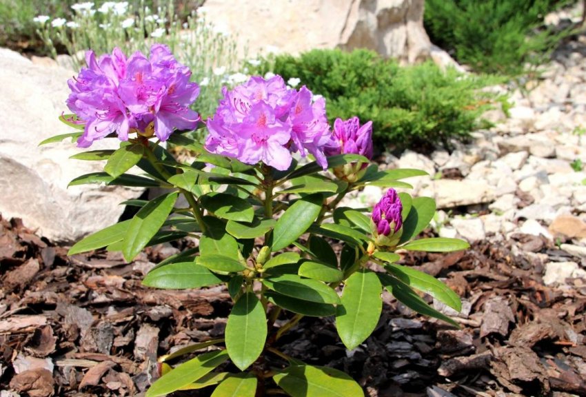 Мульчування рододендрона Мульчування рододендрона