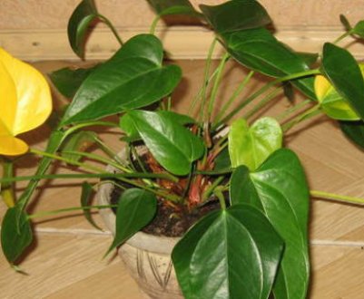Чому у антуріума жовтіє листя, і як потрібно лікувати квітка