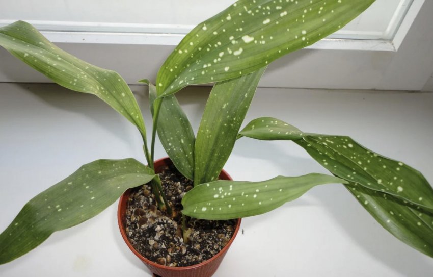 Аспідістра Аспідістра