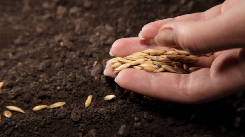 Посів насіння Посів насіння