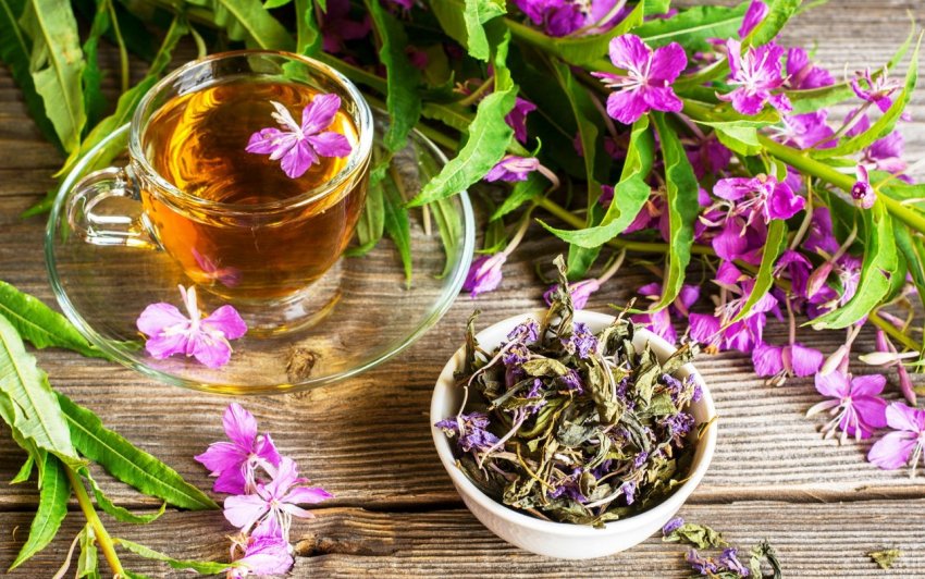 Вологодська область може стати лідером виробництва іван-чаю