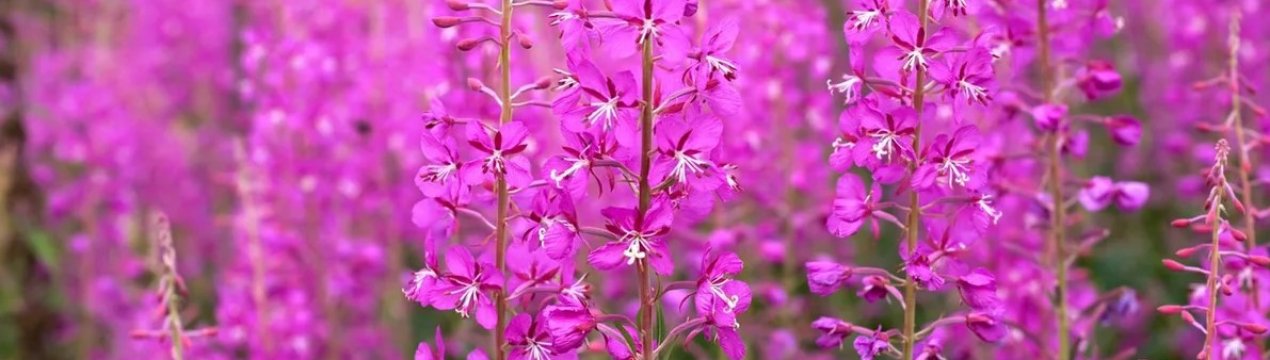 Вологодська область може стати лідером виробництва вербного чаю