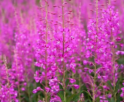 Вологодська область може стати лідером виробництва вербного чаю