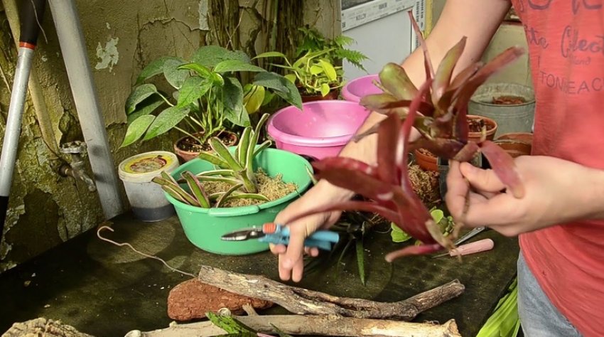 Пересадка неорегелія Пересадка неорегелія