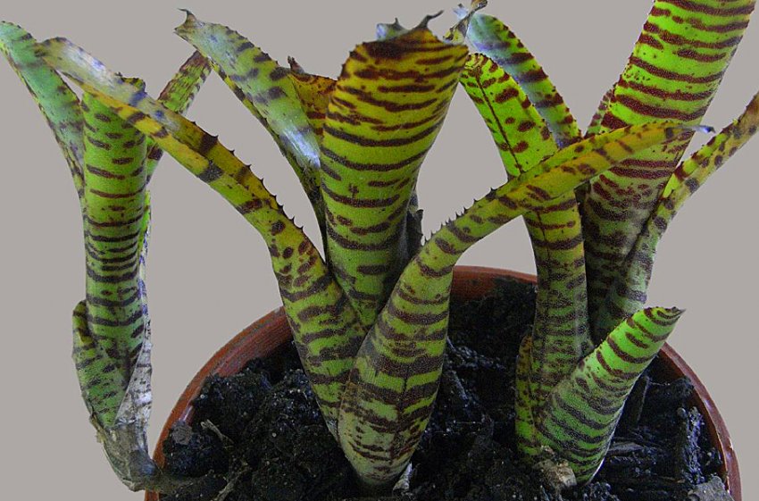 Розмноження неорегелія Розмноження неорегелія