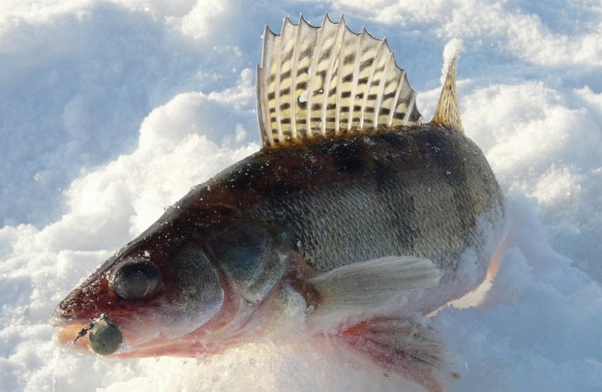 Ловля риби на мормишку