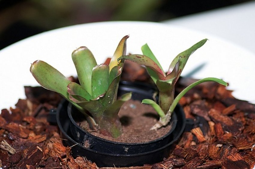 Розмноження неорегелія Розмноження неорегелія