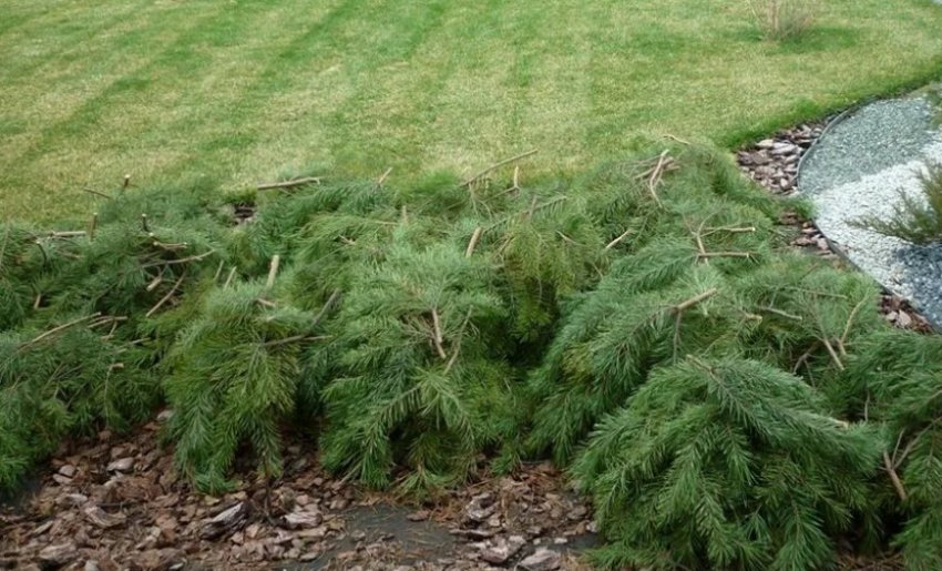 Укриття квітів листяником Укриття квітів листяником