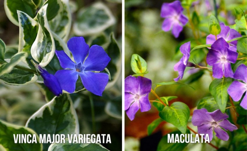 Сорти барвінка Сорти барвінка