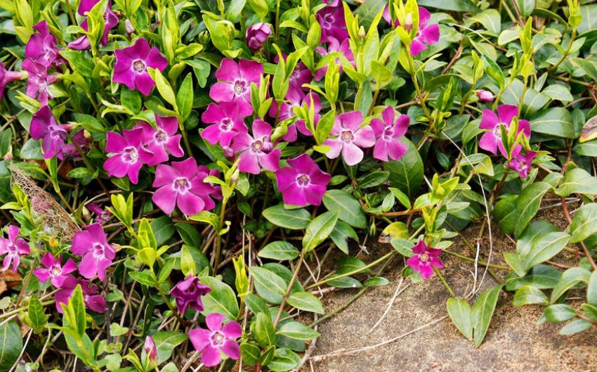 Барвінок Аtropurpurea Барвінок Аtropurpurea