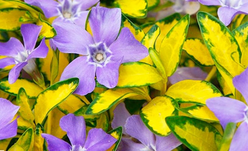 Барвінок Illumination Барвінок Illumination