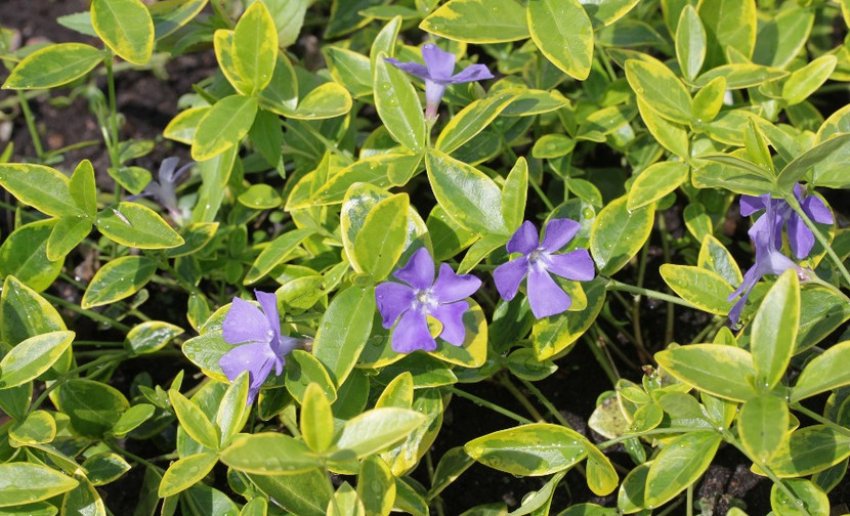 Барвінок Blue and Gold Барвінок Blue and Gold