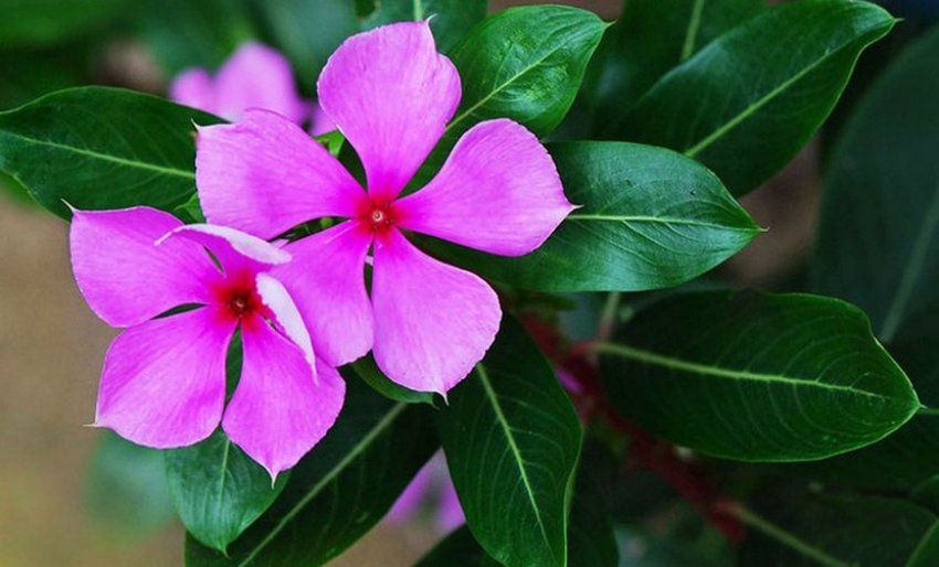Барвінок Catharanthus roseus Барвінок Catharanthus roseus