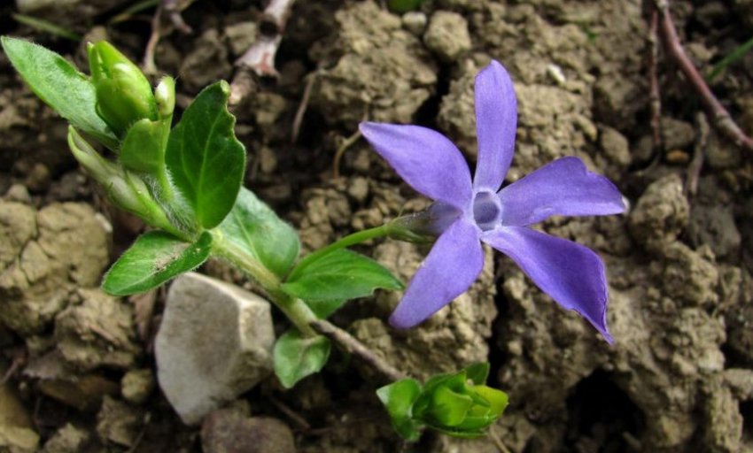 Барвинок опушений Барвинок опушений