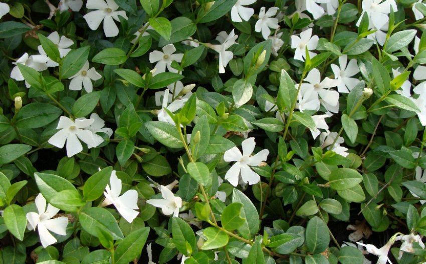 Барвинок Білий Барвинок Білий