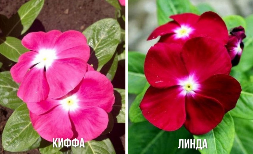 Сорти карликового барвинка Сорти карликового барвинка