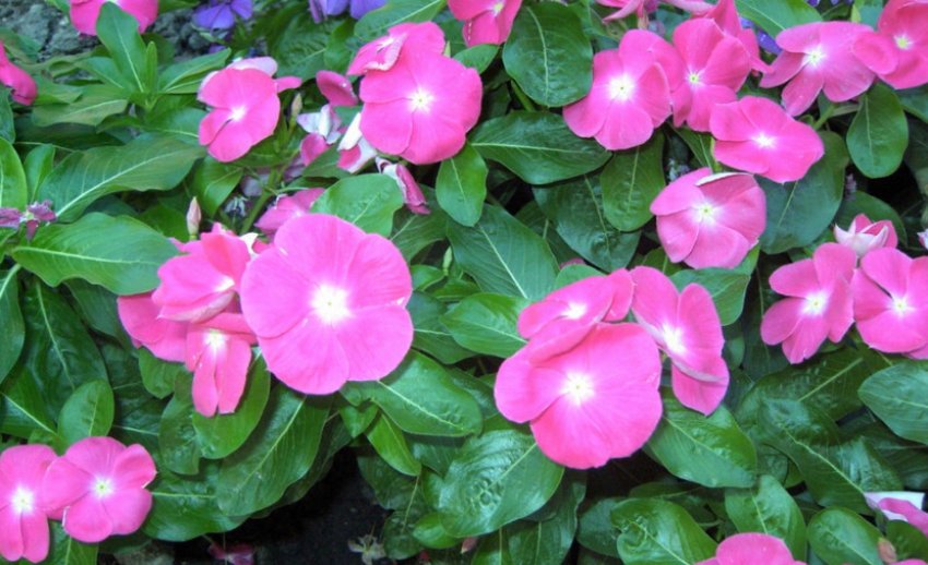 Барвинок рожевий Барвинок рожевий