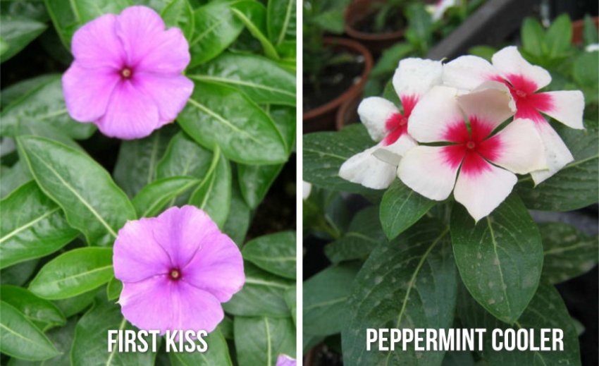 Сорти барвінка Сорти барвінка