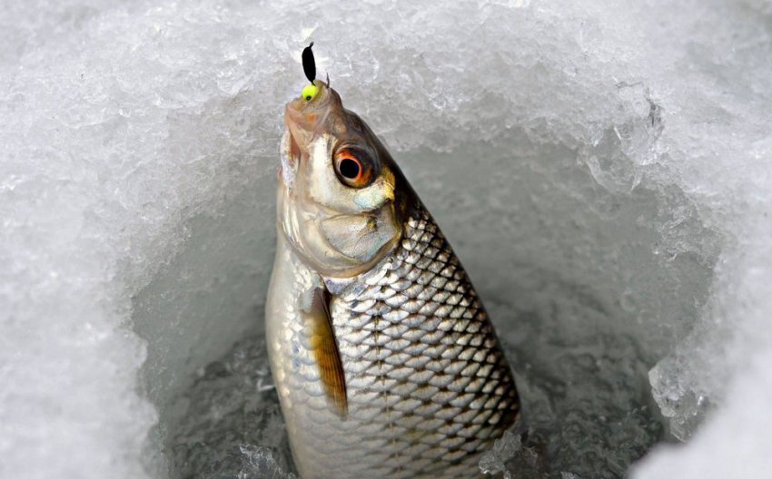 Ловля на безмотилку