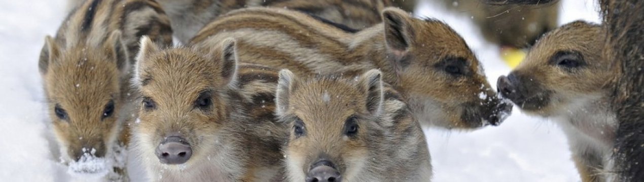 Німеччина зайнялась профілактикою африканської чуми свиней