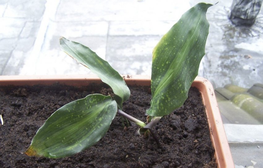 Розмноження аспідістри Розмноження аспідістри