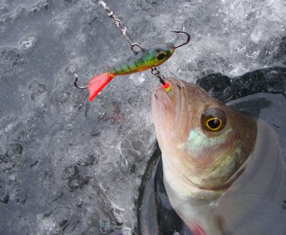 Зимова риболовля на балансир