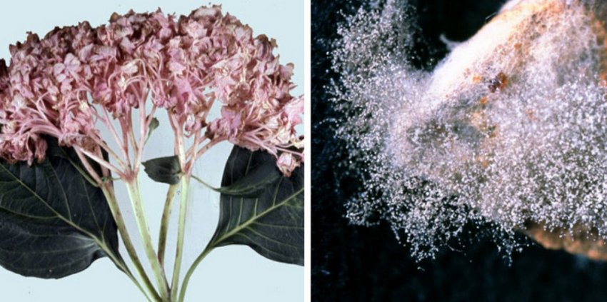 Серая гниль гортензии