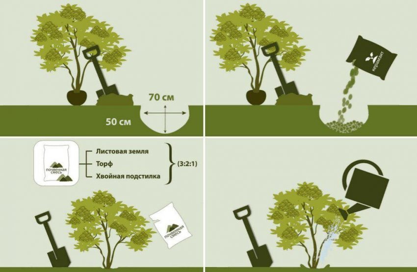 Посадка рододендрона Посадка рододендрона