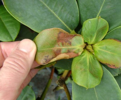 Чому у рододендрона в’януть листя: пошук причин і методи лікування