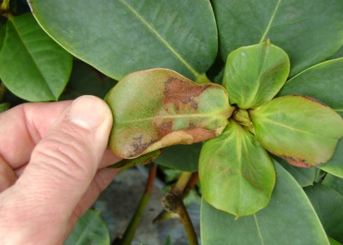 Чому у рододендрона в’януть листя: пошук причин і методи лікування