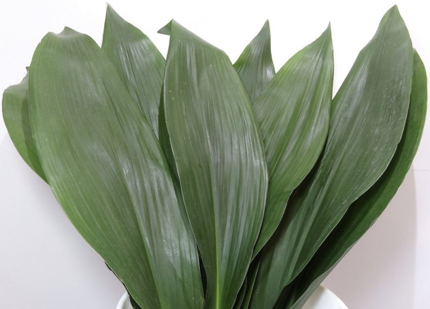 Розмноження листом Розмноження листом