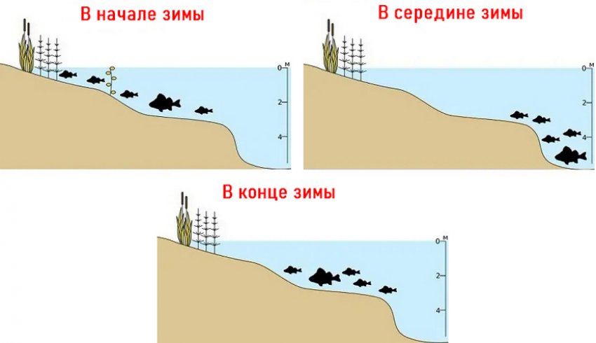 Міграція окуня взимку