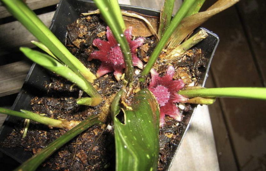 Цвітіння аспідістри Цвітіння аспідістри