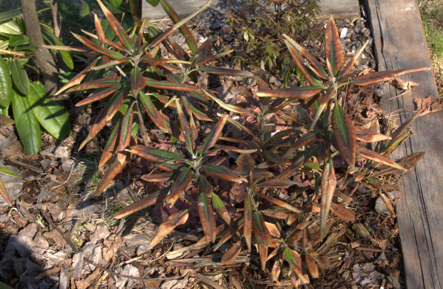 рододендрон после зимы. альтернариоз рододендрон. септориоз рододендрона. укрытие рододендронов. хлороз рододендронов.