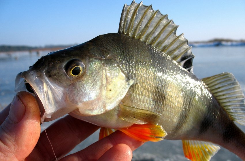 Спійманий окунь на безмотилку