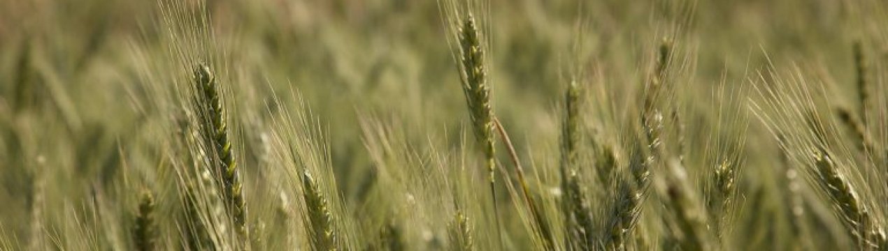 Суцільний врожай в Австралії триває вже третій рік поспіль