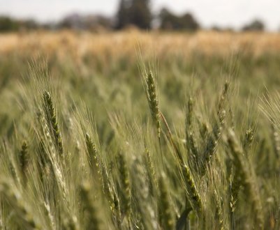 Суцільний врожай в Австралії триває вже третій рік поспіль