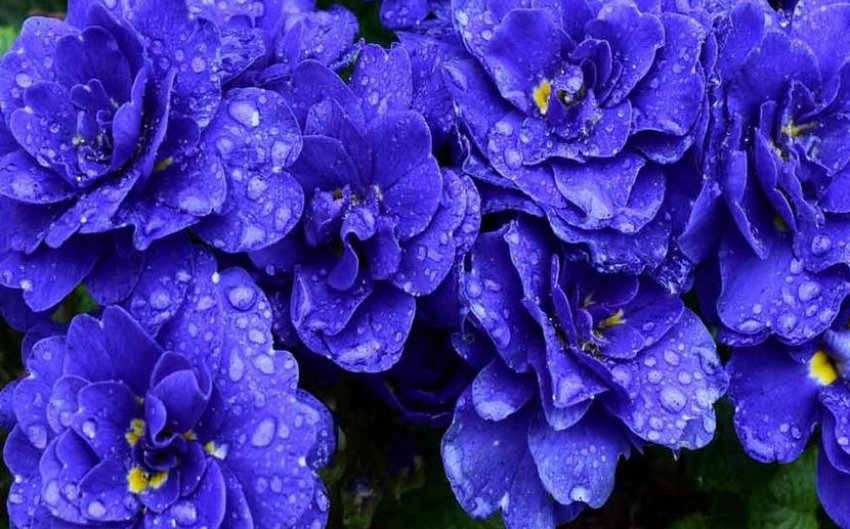 Примула Кобальт Блю Примула Кобальт Блю