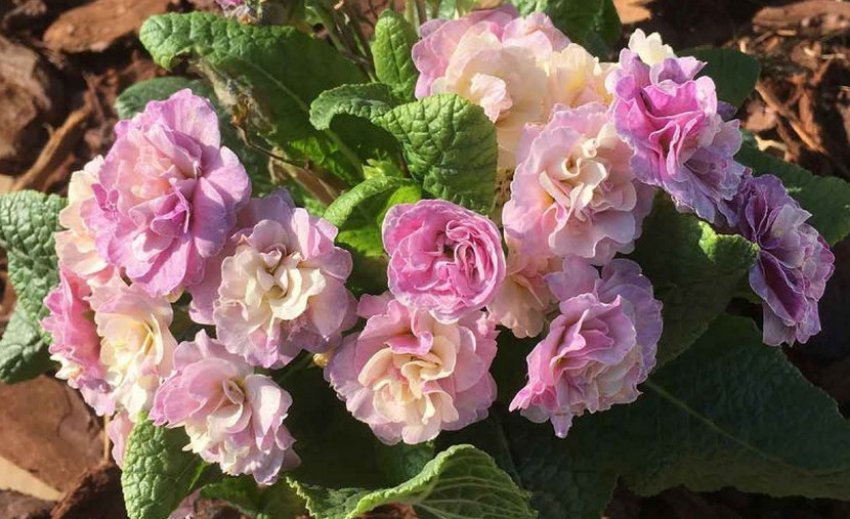 Примула Пінк Шампань Примула Пінк Шампань