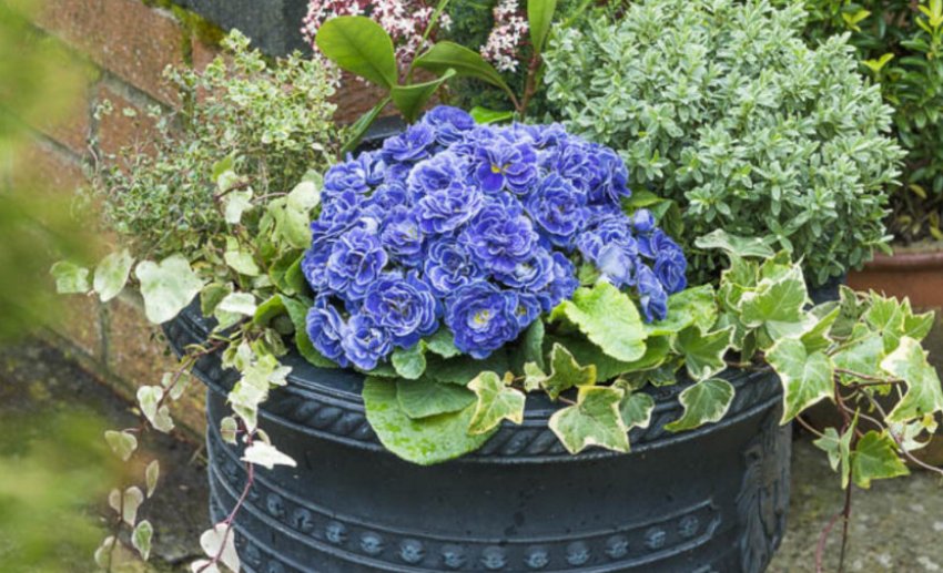 Примула Балтік Блю Примула Балтік Блю